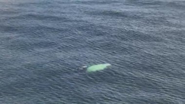 Baleia Franca, Brezilya 'nın Florianopolis şehrinde yaşayan Brezilyalı bir balina. Hava görünümü.