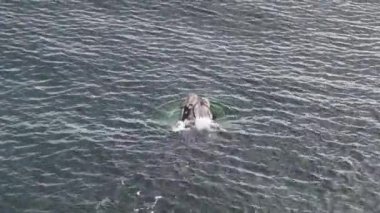 Baleia Franca, Brezilya 'nın Florianopolis şehrinde yaşayan Brezilyalı bir balina. Hava görünümü.