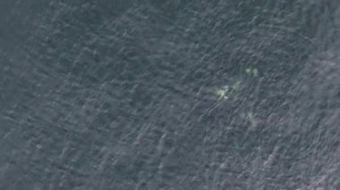 Baleia Franca, Brezilya 'nın Florianopolis şehrinde yaşayan Brezilyalı bir balina. Hava görünümü.