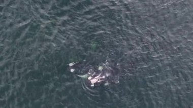 Baleia Franca, Brezilya 'nın Florianopolis şehrinde yaşayan Brezilyalı bir balina. Hava görünümü.