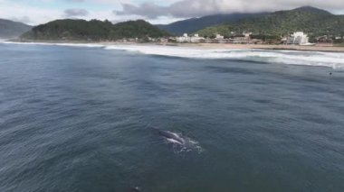 Baleia Franca, Brezilya 'nın Florianopolis şehrinde yaşayan Brezilyalı bir balina. Hava görünümü.