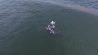 Baleia Franca, Brezilya 'nın Florianopolis şehrinde yaşayan Brezilyalı bir balina. Hava görünümü.