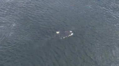 Baleia Franca, Brezilya 'nın Florianopolis şehrinde yaşayan Brezilyalı bir balina. Hava görünümü.