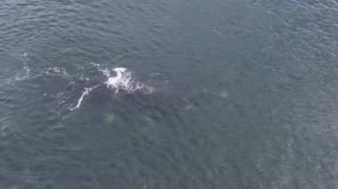 Baleia Franca, Brezilya 'nın Florianopolis şehrinde yaşayan Brezilyalı bir balina. Hava görünümü.