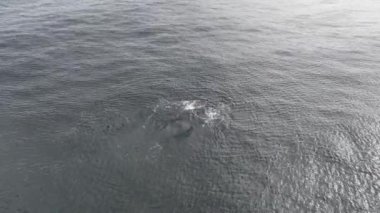 Baleia Franca, Brezilya 'nın Florianopolis şehrinde yaşayan Brezilyalı bir balina. Hava görünümü.