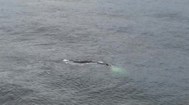 Baleia Franca, Brezilya 'nın Florianopolis şehrinde yaşayan Brezilyalı bir balina. Hava görünümü.