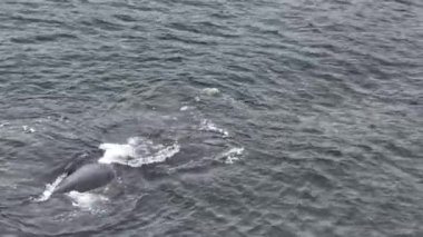 Baleia Franca, Brezilya 'nın Florianopolis şehrinde yaşayan Brezilyalı bir balina. Hava görünümü.