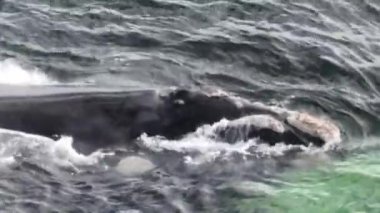 Baleia Franca, Brezilya 'nın Florianopolis şehrinde yaşayan Brezilyalı bir balina. Hava görünümü.