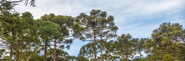 Urubici, Santa Catarina, Brezilya 'da. Hava görüntüsü. Araucaria ağaçları.