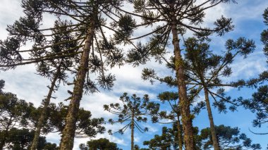 Urubici, Santa Catarina, Brezilya 'da. Hava görüntüsü. Araucaria ağaçları.