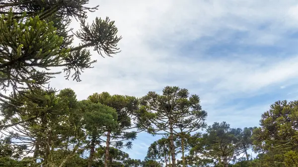 stock image Urubici in Santa Catarina, Brazil. Aerial view. Araucaria trees.