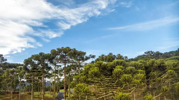 stock image Urubici in Santa Catarina, Brazil. Aerial view. Araucaria trees.