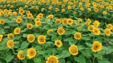 Güzel bir akşam günbatımında ayçiçeği tarlası. Yaz akşamları ayçiçeklerinin hava manzarası. Tarım ayçiçeğinin üzerinde yavaş kamera hareketi