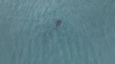Baleia Franca, Brezilya 'nın Florianopolis şehrinde yaşayan Brezilyalı bir balina. Hava görünümü.