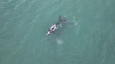 Baleia Franca, Brezilya 'nın Florianopolis şehrinde yaşayan Brezilyalı bir balina. Hava görünümü.