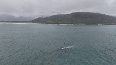Baleia Franca, Brezilya 'nın Florianopolis şehrinde yaşayan Brezilyalı bir balina. Hava görünümü.