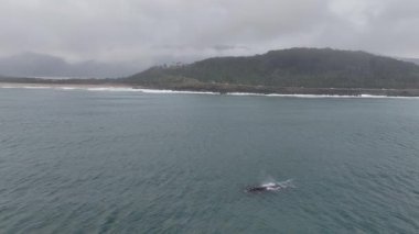 Baleia Franca, Brezilya 'nın Florianopolis şehrinde yaşayan Brezilyalı bir balina. Hava görünümü.
