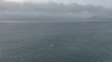 Baleia Franca, Brezilya 'nın Florianopolis şehrinde yaşayan Brezilyalı bir balina. Hava görünümü.