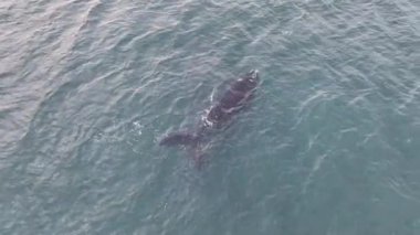 Baleia Franca, Brezilya 'nın Florianopolis şehrinde yaşayan Brezilyalı bir balina. Hava görünümü.