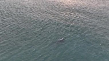 Baleia Franca, Brezilya 'nın Florianopolis şehrinde yaşayan Brezilyalı bir balina. Hava görünümü.