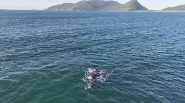 Baleia Franca, Brezilyalı bir balina Florianopolis, Brezilya 'dan arıyor. Sağ balinalar buzağılarıyla Florianopolis kıyısında yüzüyorlar..