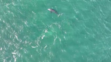 Baleia Franca, Brezilyalı bir balina Florianopolis, Brezilya 'dan arıyor. Sağ balinalar buzağılarıyla Florianopolis kıyısında yüzüyorlar..