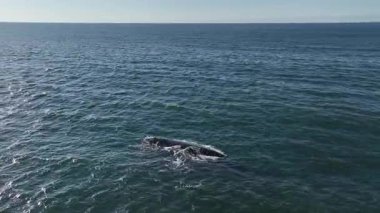 Baleia Franca, Brezilyalı bir balina Florianopolis, Brezilya 'dan arıyor. Sağ balinalar buzağılarıyla Florianopolis kıyısında yüzüyorlar..