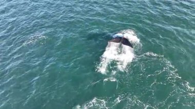 Baleia Franca, Brezilyalı bir balina Florianopolis, Brezilya 'dan arıyor. Sağ balinalar buzağılarıyla Florianopolis kıyısında yüzüyorlar..