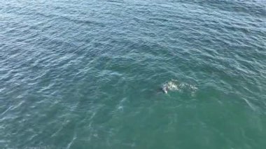 Baleia Franca, Brezilyalı bir balina Florianopolis, Brezilya 'dan arıyor. Sağ balinalar buzağılarıyla Florianopolis kıyısında yüzüyorlar..