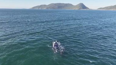 Baleia Franca, Brezilyalı bir balina Florianopolis, Brezilya 'dan arıyor. Sağ balinalar buzağılarıyla Florianopolis kıyısında yüzüyorlar..