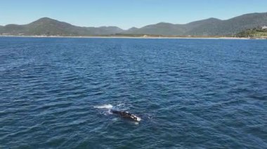 Baleia Franca, Brezilyalı bir balina Florianopolis, Brezilya 'dan arıyor. Sağ balinalar buzağılarıyla Florianopolis kıyısında yüzüyorlar..