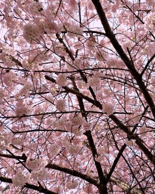 Seattle, Washington 'da bir bahar günü yoğun pembe kiraz çiçekleri açar..