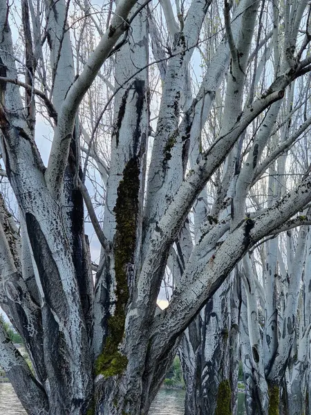 Suyun kenarında duran, çarpıcı, solgun ağaç kümeleri..