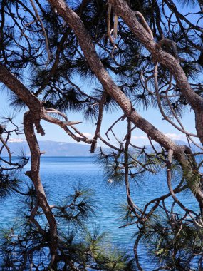 Dalları bükülen çam ağaçları Tahoe Gölü 'nün berrak mavi sularının nefes kesici manzarasına karşı..