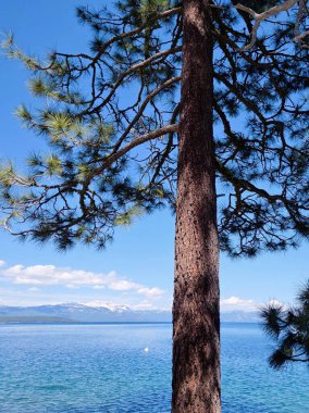 Tahoe Gölü 'nün önünde cesurca duran uzun bir çam ağacı.
