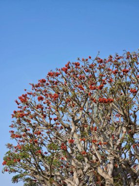 Kırmızı çiçek kümeleri ve açık mavi gökyüzüne karşı çarpık, yapraksız dalları olan canlı bir ağaç..