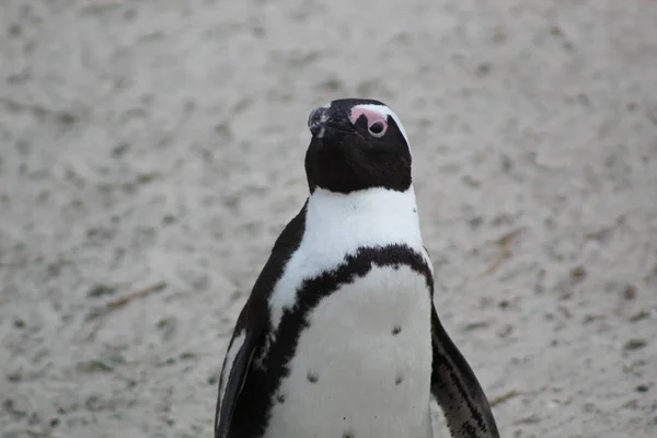Zuid Afrikaanse Pinguïn Voorwaarts — Stockfoto