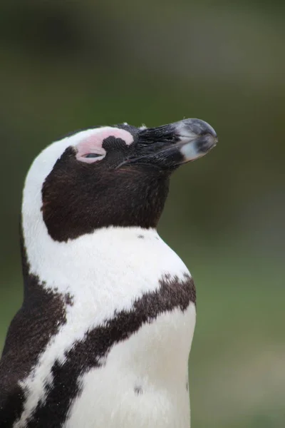 南アフリカペンギン — ストック写真
