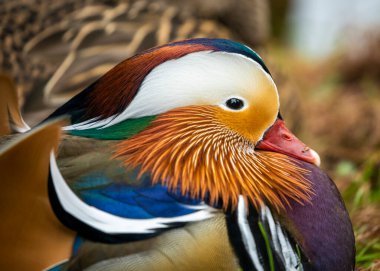 Mandarin ördeği (AIX galericulata) açık havada Dublin, İrlanda benekli