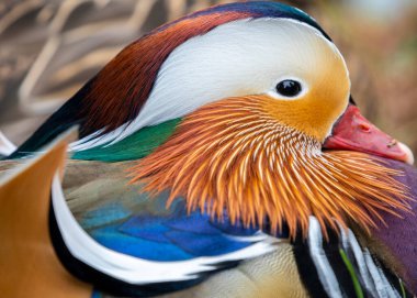 Mandarin ördeği (AIX galericulata) açık havada Dublin, İrlanda benekli