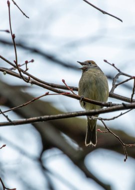 Eurasian blackcap (Sylvia atricapilla) spotted outdoors in Dublin, Ireland