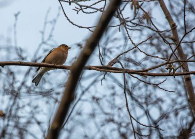 Common Chaffinch (Fringilla coelebs) spotted outdoors in Dublin, Ireland