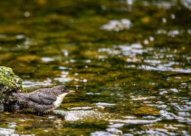 European Dipper - (Cinclus cinclus) spotted outdoors in Dublin, Ireland