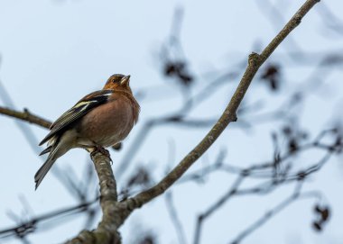 İspinoz (Fringilla coelebs) açık havada Dublin, İrlanda benekli