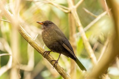 Common Blackbird (Turdus Merula) spotted outdoors in Dublin, Ireland