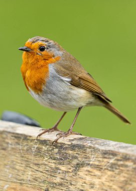 Avrupa robin (Erithacus rubecula) açık havada Dublin, İrlanda benekli