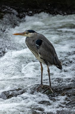 Gri balıkçıl (Ardea cinerea) açık havada Dublin, İrlanda benekli