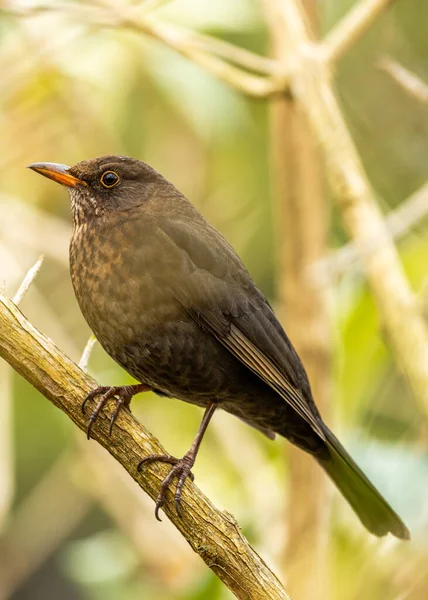 Vanlig Blackbird Turdus Merula Ses Utomhus Dublin Irland — Stockfoto