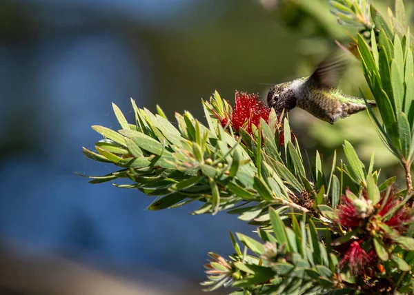 Annas Hummingbird Calypte Anna Fläckig Utomhus Kalifornien — Stockfoto