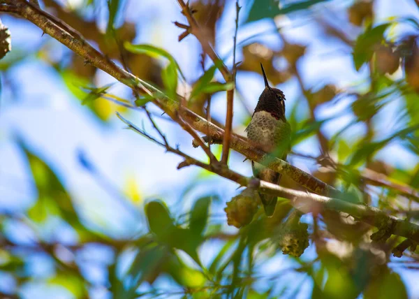Anna Hummingbird Calypte Anna Spotted Outdoors California — Stock Photo, Image
